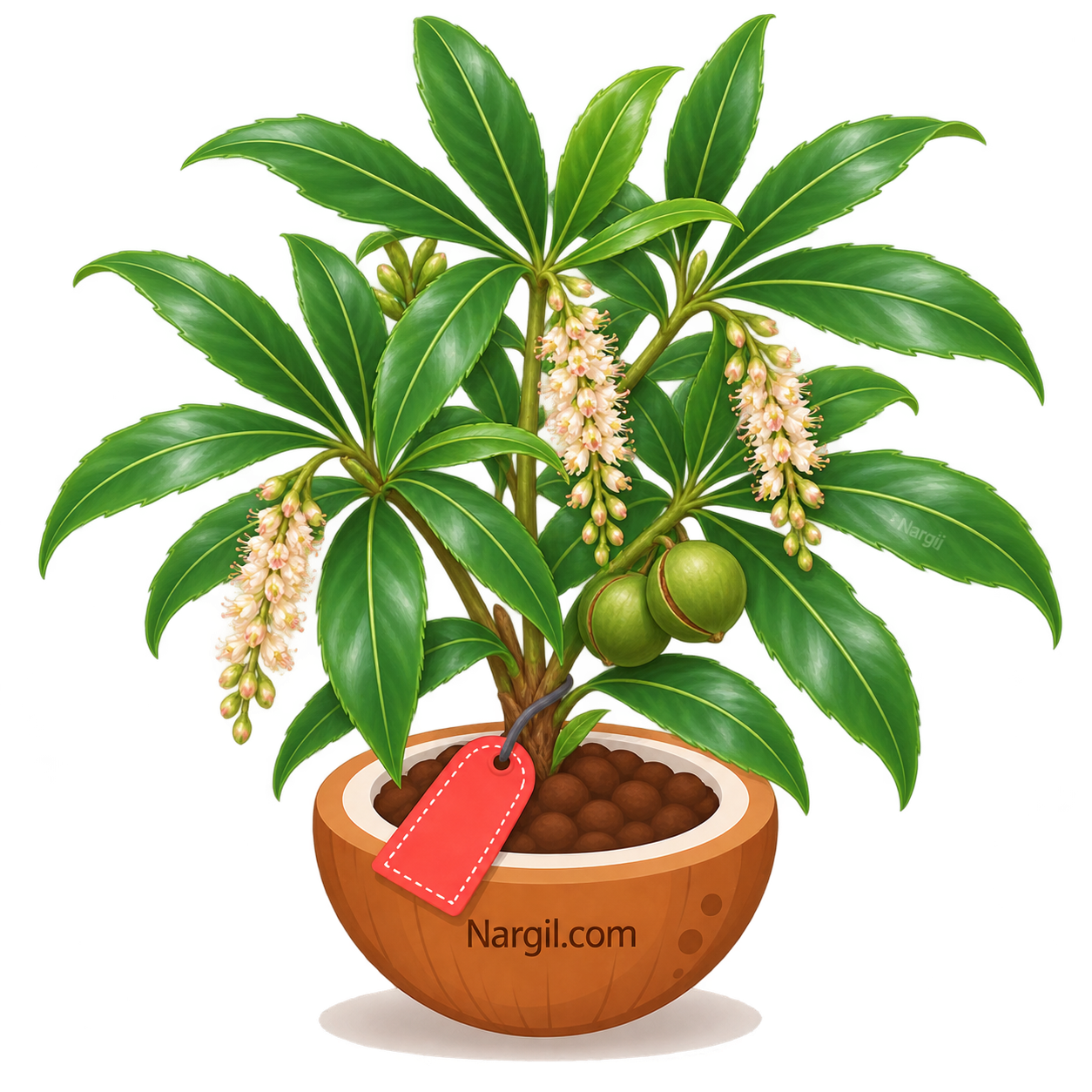 Nargil_Macadamia tetraphylla
